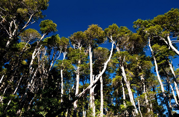 CHILE EN DOS RUEDAS CAPÍTULO 11: PUERTO VARAS - PETROHUÉ