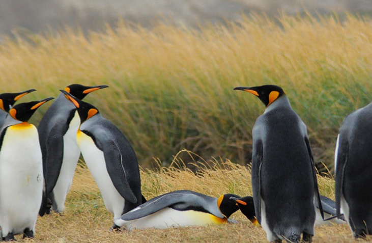 CHILE EN DOS RUEDAS CAPÍTULO 15: PUNTA ARENAS – BAHÍA LOMAS